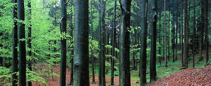 La biomassa di un bosco