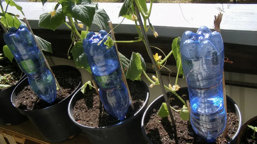 Bottiglie di plastica rovesciate per innaffiare le piante