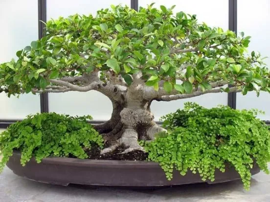 bonsai