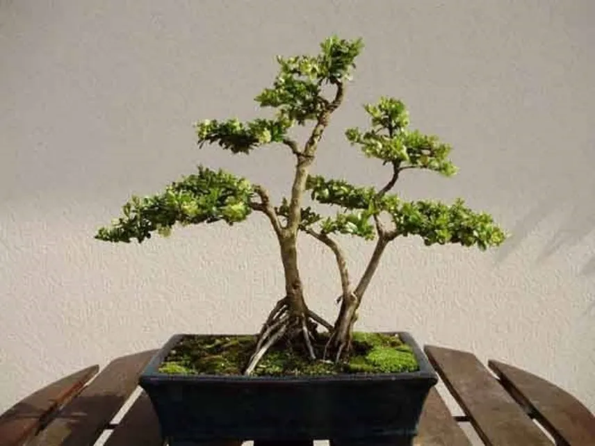 bonsai