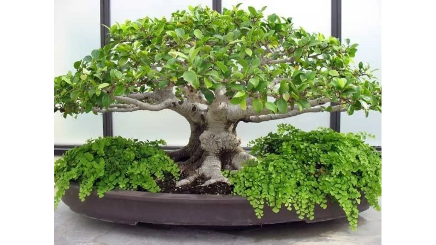 bonsai