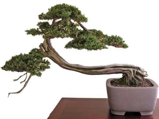 bonsai