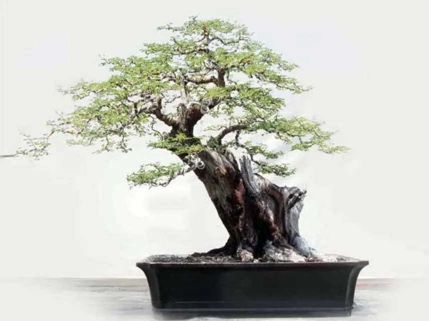 bonsai