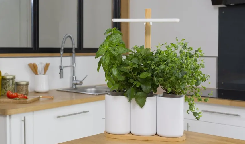 Piante aromatiche in cucina