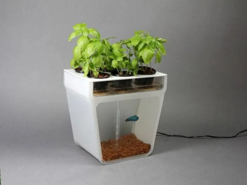 acquaponics