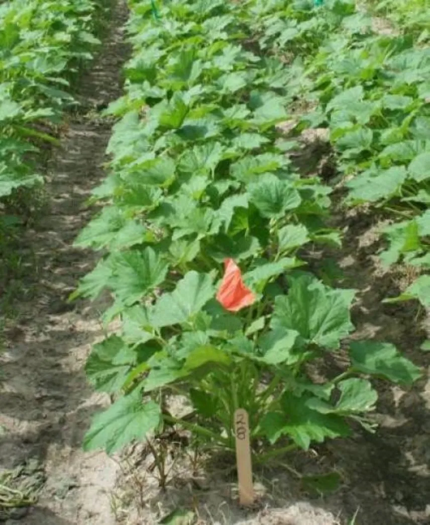 Effetti dell'acido pelargonico