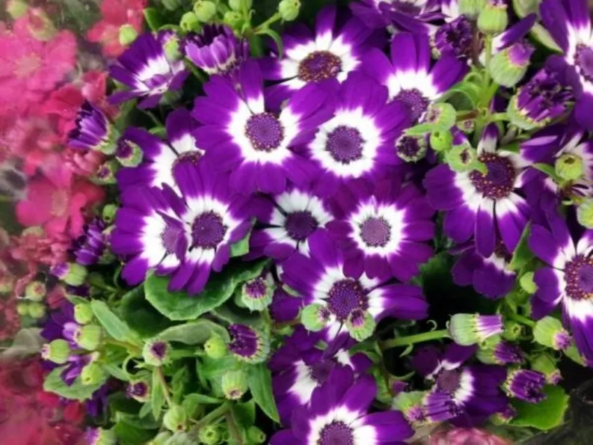 Cineraria