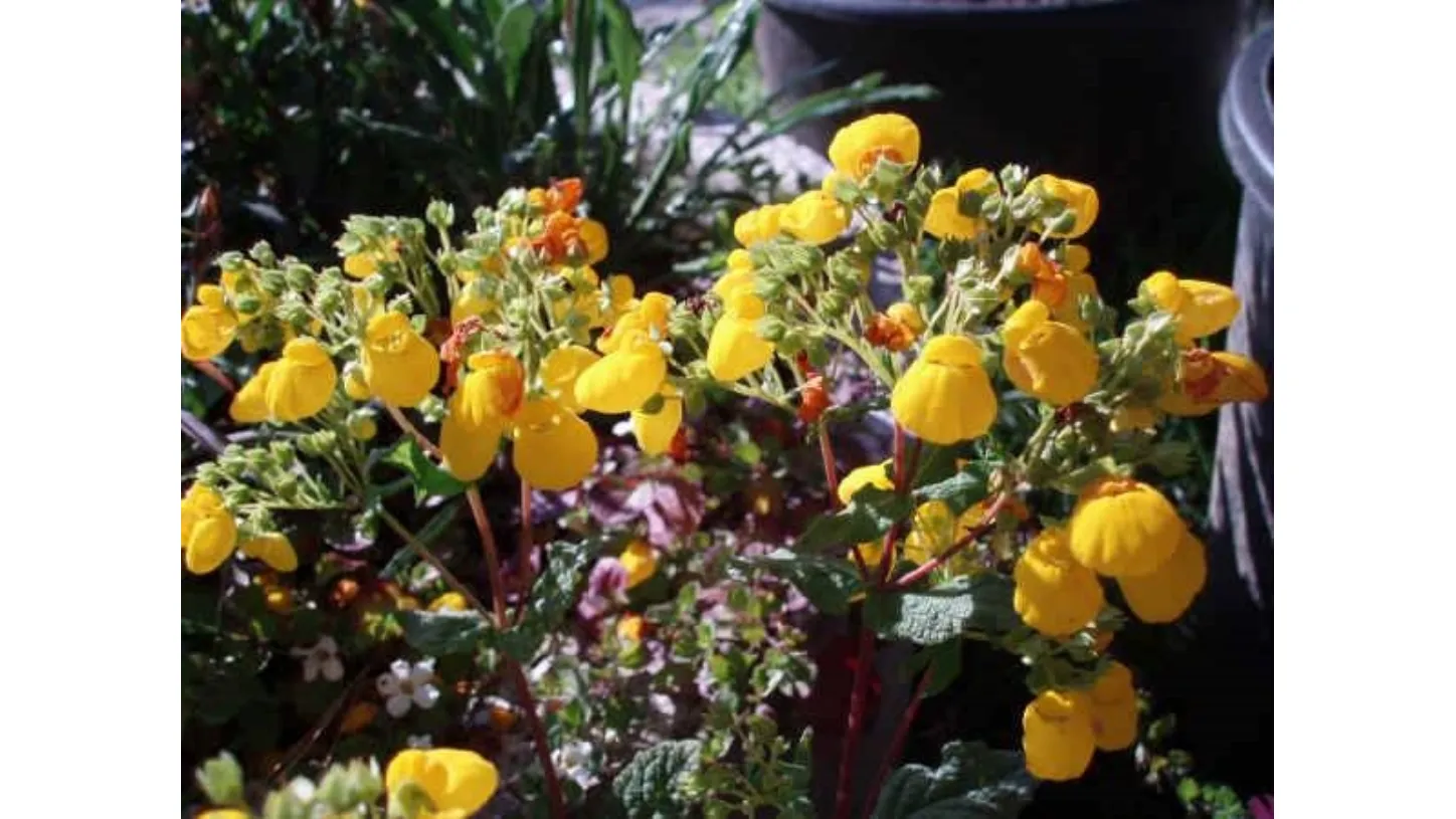 Calceolaria