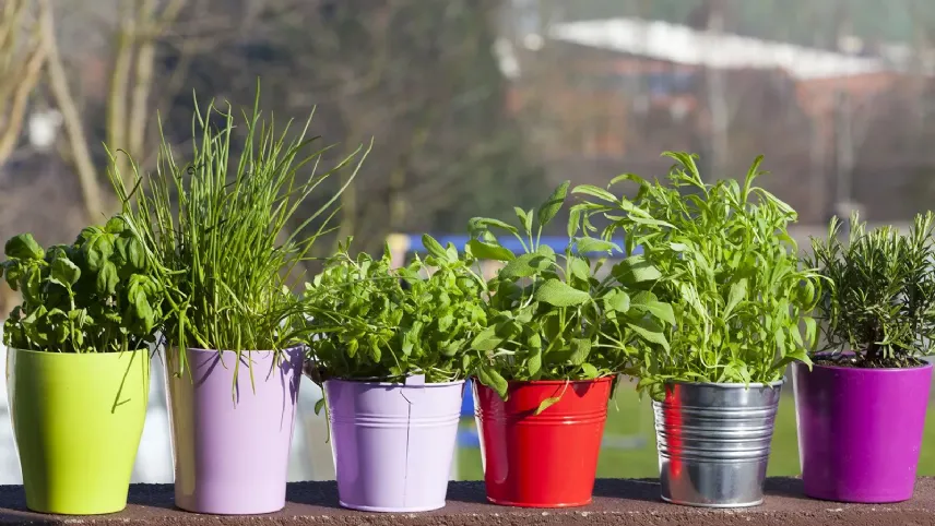 Erbe aromatiche sul nostro balcone