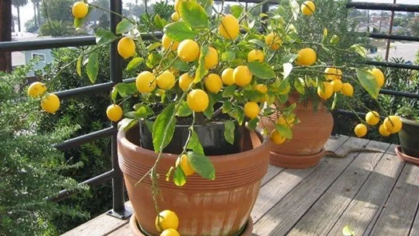 Pianta di agrumi sul balcone