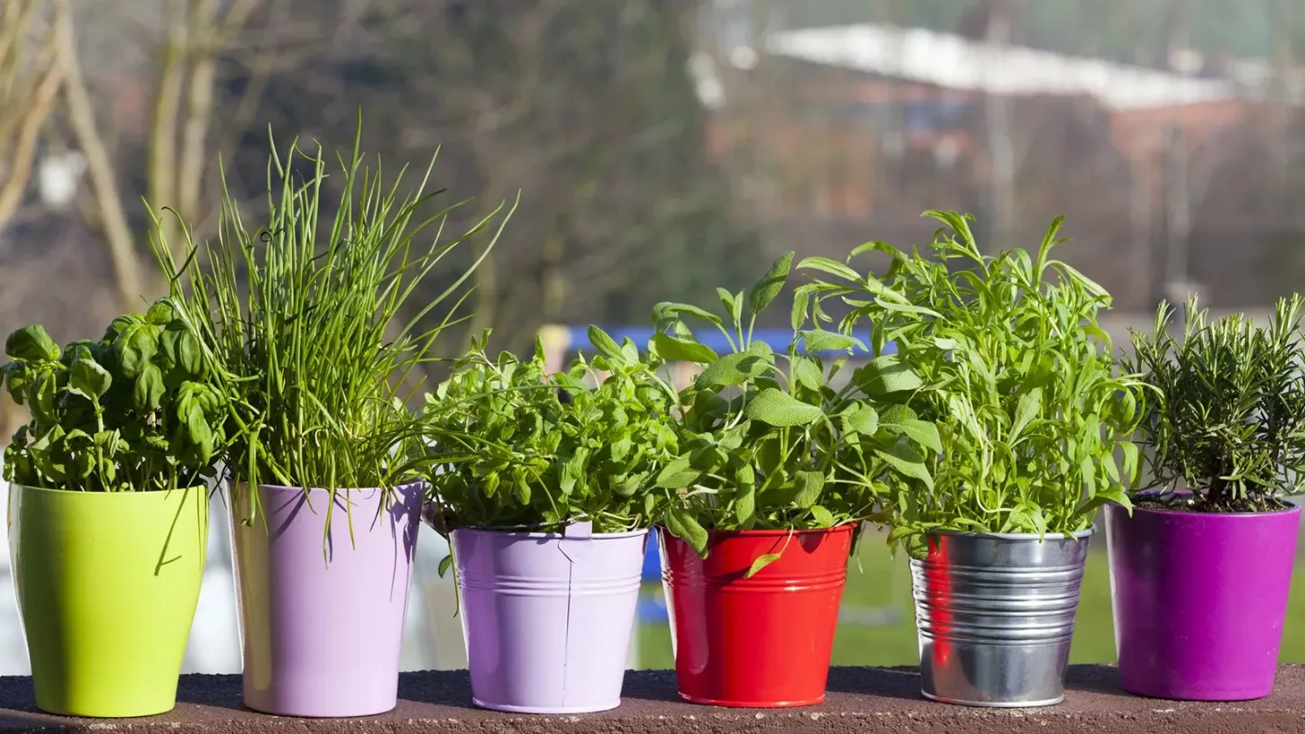 Erbe aromatiche sul nostro balcone