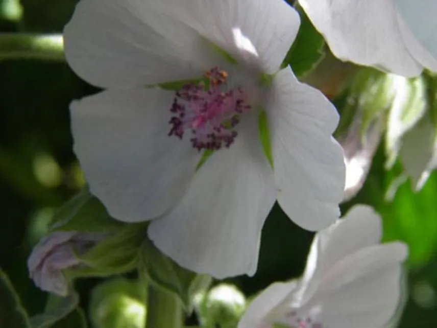 giardino fiorito