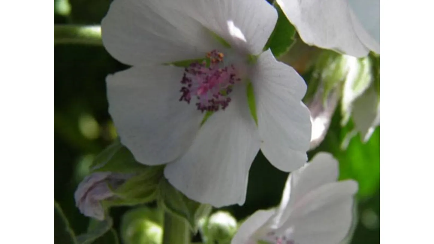 giardino fiorito