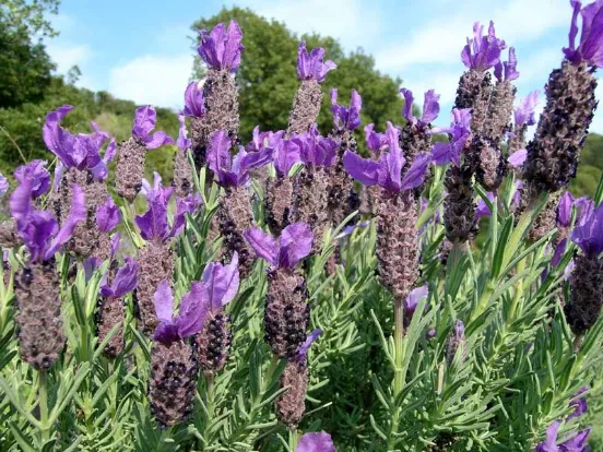 lavanda