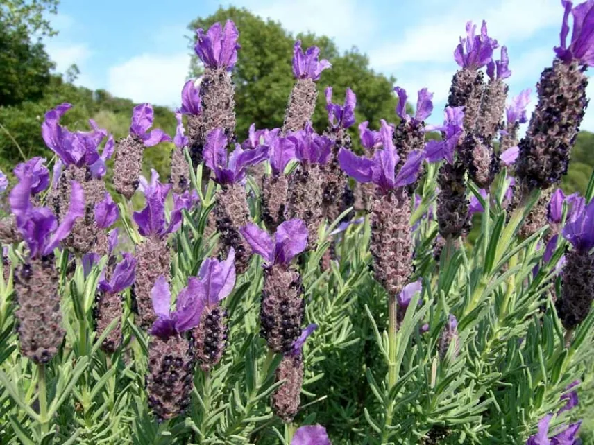 lavanda