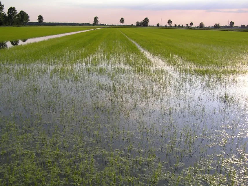 irrigazione per sommersione