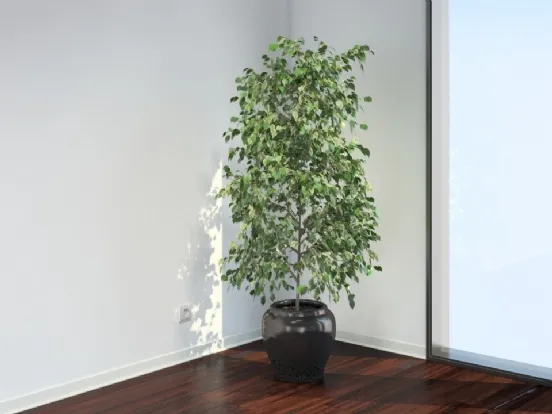 Ficus benjamina potatura