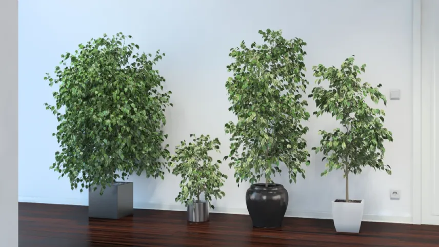 Ficus benjamina cura