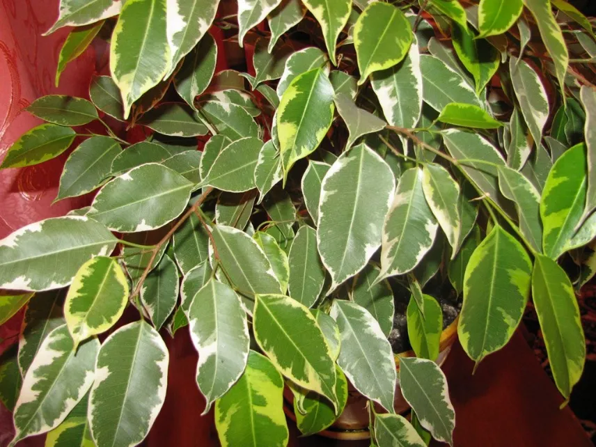 Ficus benjamina pianta