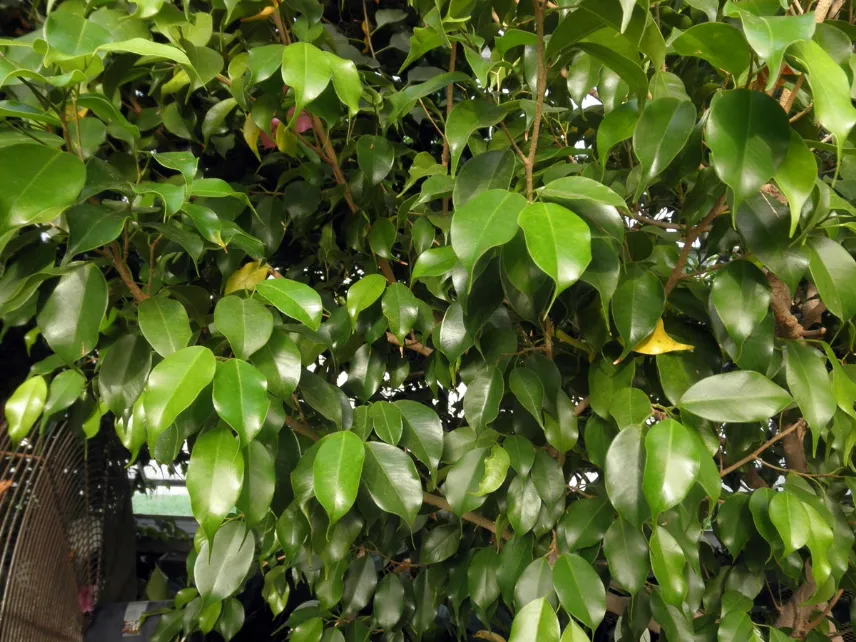 Albero Ficus benjamina