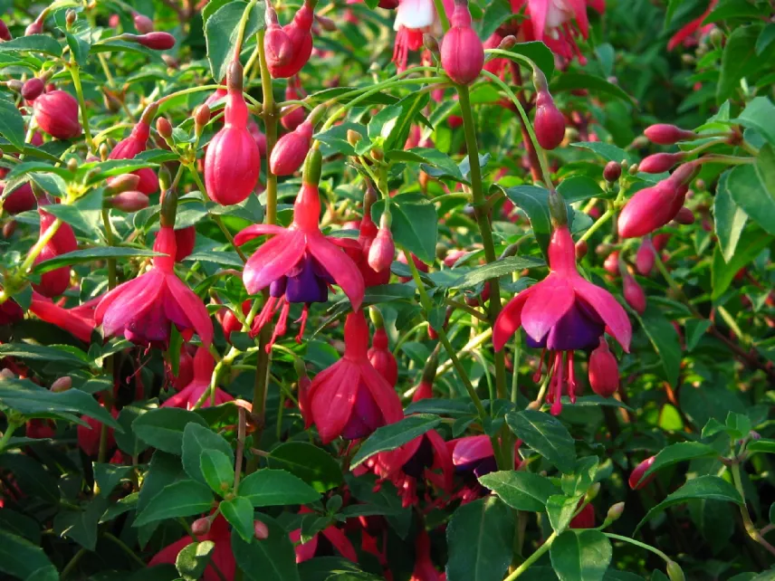 Pianta Fucsia in fiore