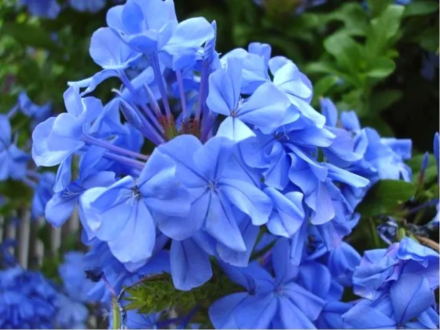 Piante di Plumbago