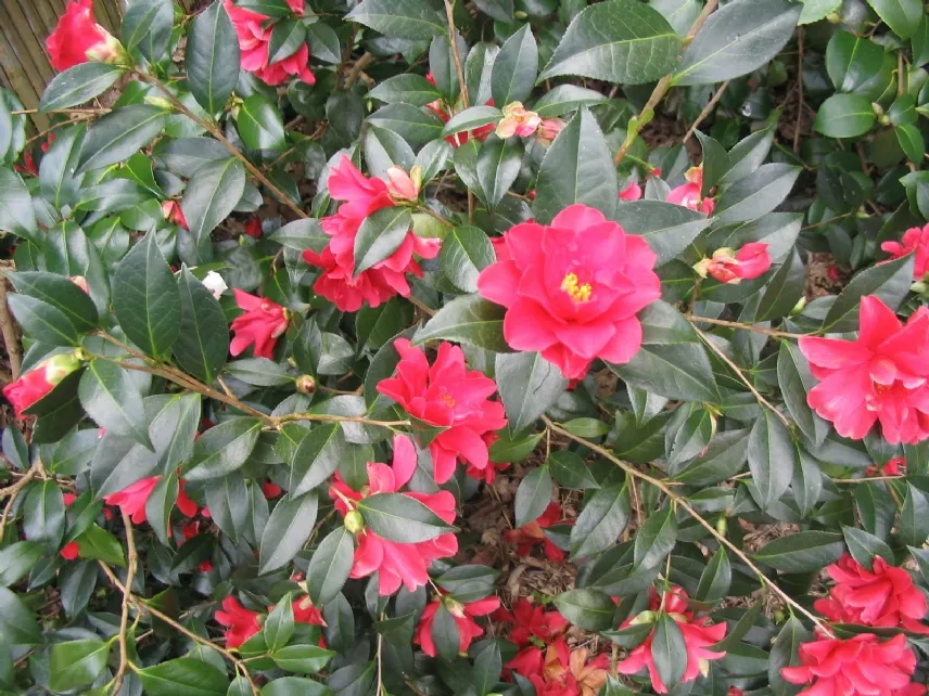 Fiori di Camelia japonica