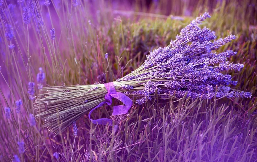 Lavanda pianta coltivazione