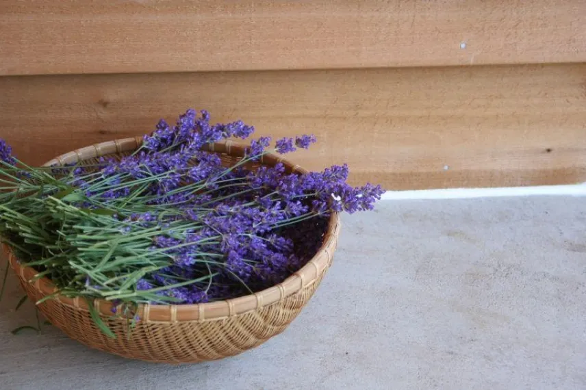 Lavanda come usarla