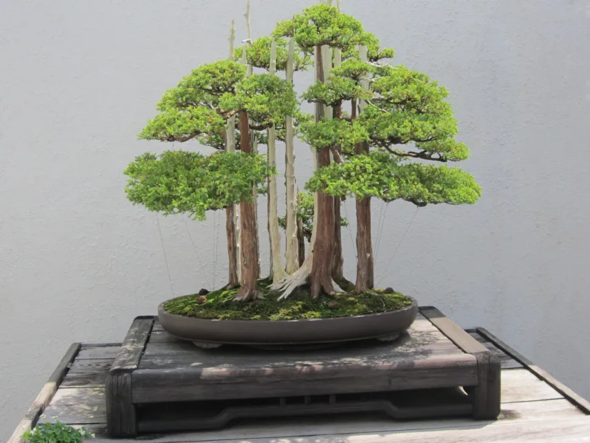 bonsai