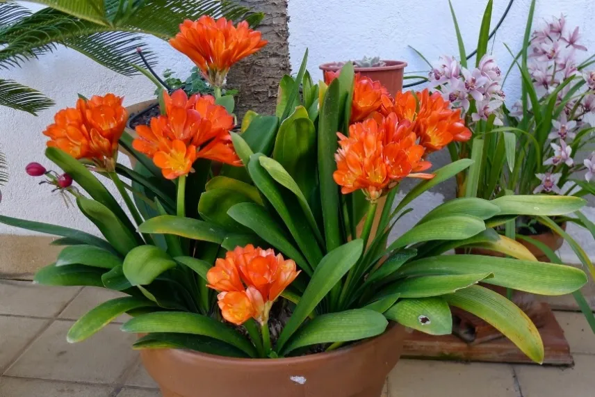 clivia