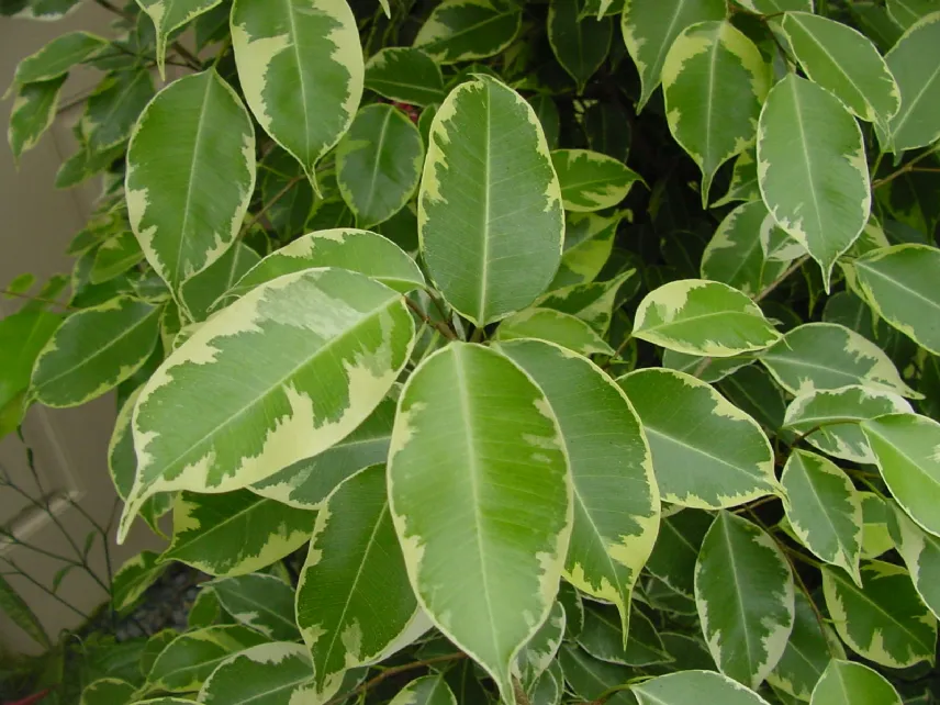 ficus