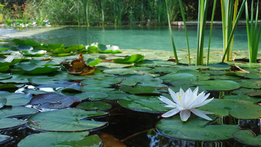 Vera Luciani Biolaghi Biopiscine e Giardini