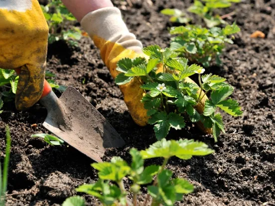 Bonus verde 2018 Legge di Bilancio