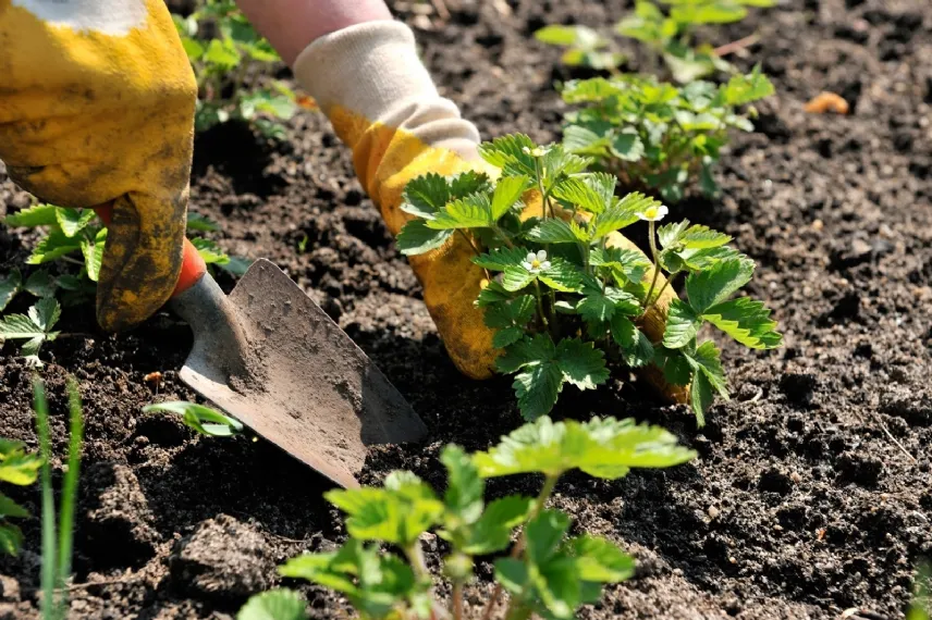 Bonus verde 2018 Legge di Bilancio