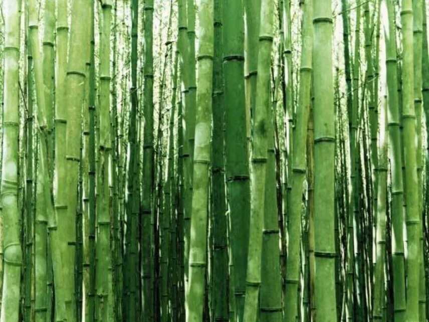 bamboo